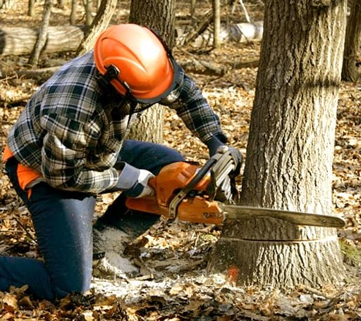 Tree Removal in Amesville, OH